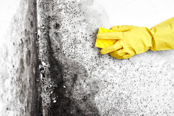 Mold Remediation for Rental Properties in Georgetown, OH