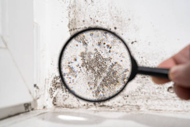 Why You Should Choose Our Mold Remediation Services in Georgetown, OH